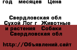 1 год 8 месяцев › Цена ­ 10 - Свердловская обл., Сухой Лог г. Животные и растения » Собаки   . Свердловская обл.